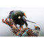  фотоапарат Nikon Z8 + обектив Nikon NIKKOR Z 800mm f/6.3 VR S