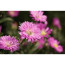  Canon EOS R100 + обектив Canon RF-S 18-45mm + обектив Canon RF-S 55-210mm f/5-7.1 IS STM + батерия Canon LP-E17