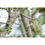  Camera Canon EOS R6 Mark III + Lens Canon RF 200-800mm f/6.3-9 IS USM