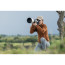 Lens Sony 