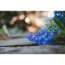 обектив Nikon Z MC 50mm f/2.8 (Употребяван) обектив Nikon Z MC 50mm f/2.8 (Употребяван)
