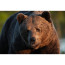 обектив Sony FE 600mm f/6.3 GM OSS обектив Sony FE 600mm f/6.3 GM OSS