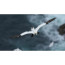 обектив Sony FE 600mm f/6.3 GM OSS обектив Sony FE 600mm f/6.3 GM OSS