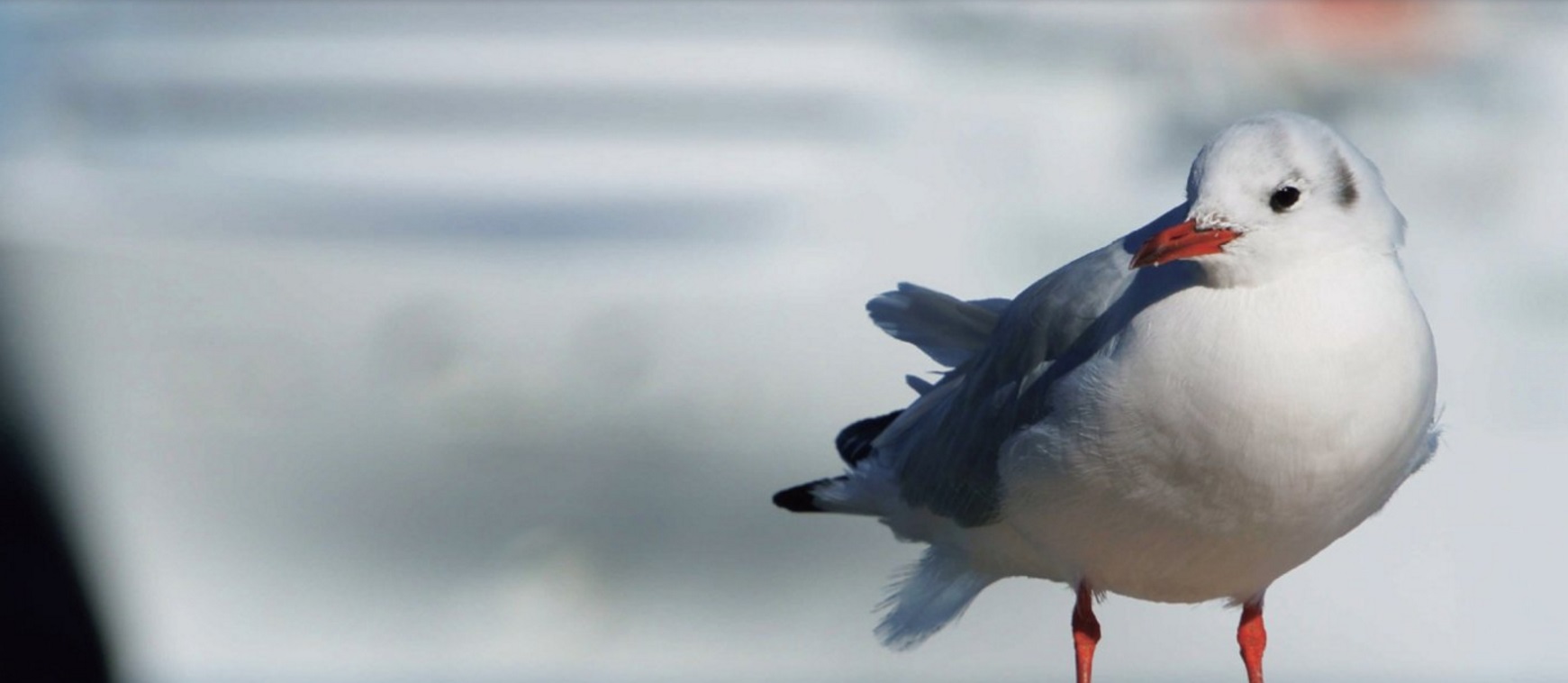 SONY SEL 18-200MM F/3.5-6.3 OSS POWER ZOOM